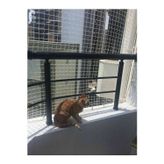 Ünal File 2.50 x 15 mt Kedi Güvenlik Ağı Kalın Balkon Filesi