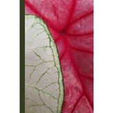 Unique Bright Caladium Flower Matte Hardcover lined 200 Page 5.5" x 8.5” Floral Botanical Journal Diary Notebook