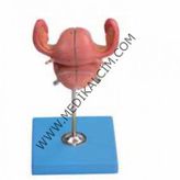 UTERUS MAKETİ