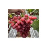Üzüm 2li paket Crimson Fidanı