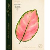 Verdant Editions No. 7: Aglaonema ‘Lady Valentine’ Botanical Journal: Inspired Botanical Study