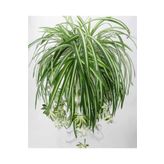 Videolu 1 Adet Kurdela Çiçeği Fidanı 40-60cm Saksılı Ribbon Flower Seedling