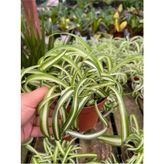 Videolu 1 Adet Kurdele Çiçeği 20-30 cm Saksılı Çiçekli Bodur Bitkiler (Chlorophytum Comosum)