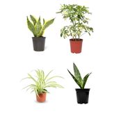 Videolu 4'lü Hava Temizleyen Bitki Seti (Paşa Kılıcı/Şeflera/Kurdele) Çiçeği 15-40 Cm Saksılı