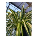 Videolu Alacalı Kurdele Çiçeği 1 Adet Saksılı/ Tüplü 20-30cm Iç Mekan Ofis Bitkisi (CHLOROPHYTUM)