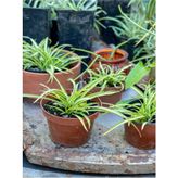 Videolu Dekoratif Kurdela Çiçeği (5 10 Cm) 20 Adet Saksılı Ofis Salon Bitkisi Euphorbia Leucocephala