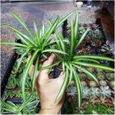 Videolu Mini Kurdele Çiçeği 15-25 cm 2 Adet Saksılı/tüplü Dış Mekan Sarmaşık Bitkileri Gloxinia