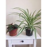 Vionna Gardenbox Çilli Begonya ve Kurdele Çiçeği 2 Adet Saksılı Iç Mekan Bitkisi