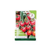 Vipfoni Domates (cherry) Tohumu Paket