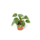 Wallstar Pilea Peperomioides Şans Çiçeği Saksıda