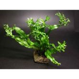 Windelov Java Fern Saksı Canlı Bitki