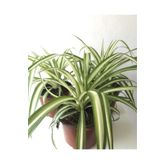 Yades Kurdela Çiçeği Fidanı 10-20 cm