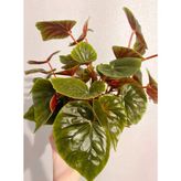 Yağlı Begonya Çiçeği Fidanı 10-20 Cm