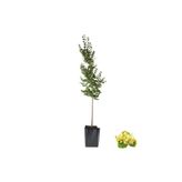 YAĞMUR BOTANİK Ihlamur Fidanı 2 Yaş Tüplü