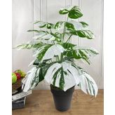Yapay Ağaç Salon Bitkisi Beyaz Monstera 70 cm 18 Yaprak Antrasit Saksıda Deve Tabanı
