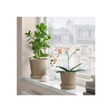 Yapay Bitki, Beyaz, 9 cm, Orkide