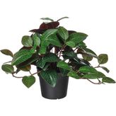 Yapay Bitki, Yeşil, 9 Cm, Mücevher Orkidesi, Iç/dış Mekan - Çok Renkli