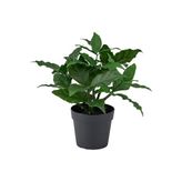 Yapay bitki, yeşil, 9 cm, tatlı defne, iç/dış mekan
