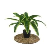Yapay Çiçek Masengena Sansevieria 12 Dal 40*50cm Salon Çiçeği Plastik Siyah Saksılı Yapay Bitki