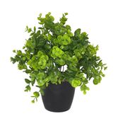 Yapay Çiçek Şimşir Eucalyptus Yapay Bitki Siyah Plastik Saksılı Dekoratif Süs Çiçeği