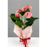 Yapay Coralia Özel Gün Antoryum Bitkisi Tanzimi 55 Cm Pembe