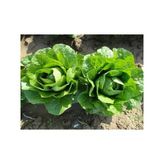 Yedikule Marul Tohumu 10 Gram