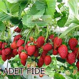 YEDİVEREN ÇİLEK FİDESİ 5 ADET