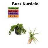 Yer Örtücü Buz Çiçeği+ Kurdela Çiçeği (5-15 Cm) Saksılı Dış Mekan Bitkileri, BTSNU2102202404