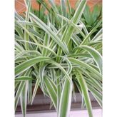 Yeşil Beyaz Kurdele Çiçeği (Chlorophytum) 10-20 cm
