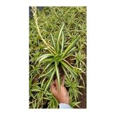 Yeşil Kurdele Çiçeği Chlorophytum Comosum İç Mekan Çiçeği 20-30Cm, SRD02102024NA75