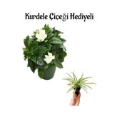 Yogun Kokulu Gardenya Çiçeği Sevgililer Gününe Özel Kurdele Çiçeği Hediyeli
