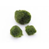 Yosun Topu Moss Ball 3-4Cm Adet