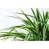 ZEVLİ® Canlı Kurdele Çiçeği - Bahçe ve Salon Bitkisi (Chlorophytum Comosum)