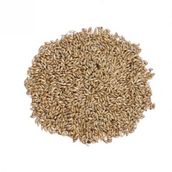 20kg Sade Kanarya Yemı