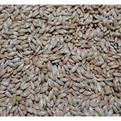 3KG SADE KANARYA YEMİ SÜPER KALİTE