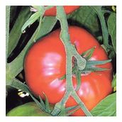 500 Adet Marmande Domates Tohumu