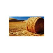 Ahşap Pusula Sc Plus 2 Kg Buğday Samanı Kemirgen Otu - Kuş Otu - Folluk Otu - Sürüngen Otu - Yavrulama Altlığı