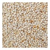 Ak (Beyaz) Darı 10 kg Kuş Yemi