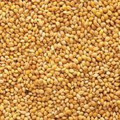 Ak Darı 1 kg Sade Açık Lüx Muhabbet Kuşu Yemi
