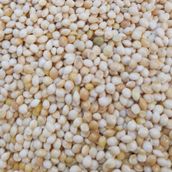 Ak Darı 25 kg Muhabbet Kuşu Yem