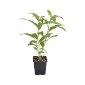 Akşam Gece Sefası Kolonya Limon Çiçeği Melisa 20-40 cm