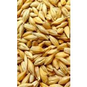 Arpa Naturel Yemlik 5 Kg Tavuk Tavşan Kaz Yemi