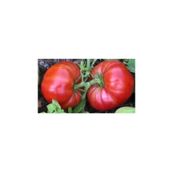 Arzuman 5 gr Super Yerli Marmande Domates Tohumu