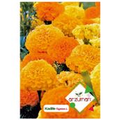 Arzuman 50 Adet Kadife Çiçek Tohumu