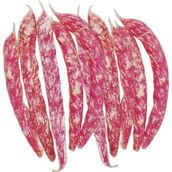 Arzuman 50gr Oturak Barbunya Tohumu