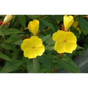Arzuman Ezan Çiçeği oenothera 100 Adet Tohum