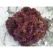 Arzuman Kırmızı Kıvırcık Marul İthal Marul 5 gr Tohum