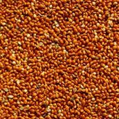 Aslımlar 10 kg Kırmızı Darı Kuş Yemi