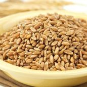 Ayvalık Baharat 1 kg Buğday Tavuk Güvercin Yemi