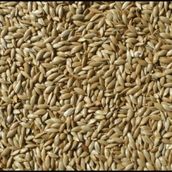 Badem Akvaryum 10 kg Aspur Sade Açık Kanarya Yemi